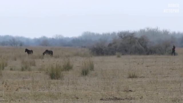 Мужчина спас дикую лошадь. Вы только посмотрите как она отблагодарила его за помощь смотреть онлайн