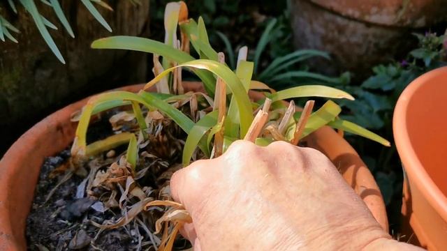 Agapanthus in Pots смотреть онлайн