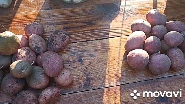 МЕГА МОДНЫЙ КАРТОФЕЛЬ // ЛПХ ЛИПАТОВОЙ АНАСТАСИИ // ВАЦАП ДЛЯ ЗАКАЗА 8-915-245-81-59 ПИСЬМЕННО смотреть онлайн