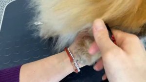 Будни грумера: Как стричь лапки шпицу | Ветклиника "В добрые руки"