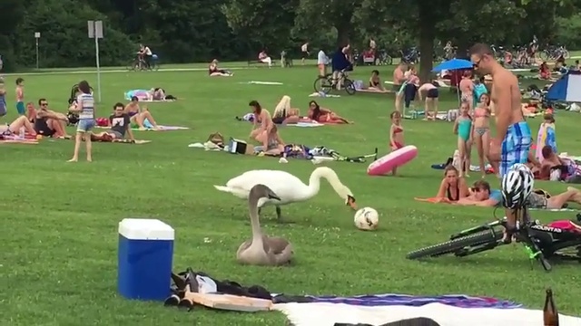 Лебединый Футбол!  