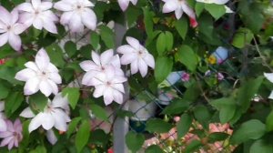 ШИКАРНЫЕ КЛЕМАТИСЫ У МЕНЯ В САДУ. ПРИГЛАШАЮ НА ПРОГУЛКУ.
