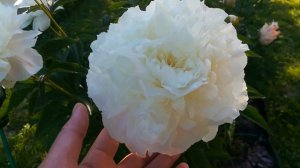 Травянистый пион Ширли Тэмпл  #травянистый,#пион,#ШирлиТэмпл, #ShirleyTemple