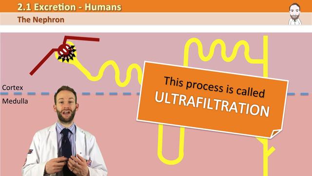 The Nephron - Ultrafiltration and Selective Reabsorption - GCSE Biology (9-1) смотреть онлайн