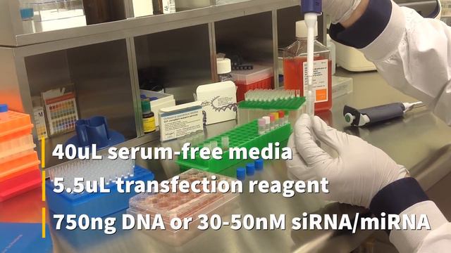 Altogen Biosystems In Vitro HeLa S3 Transfection Tutorial смотреть онлайн