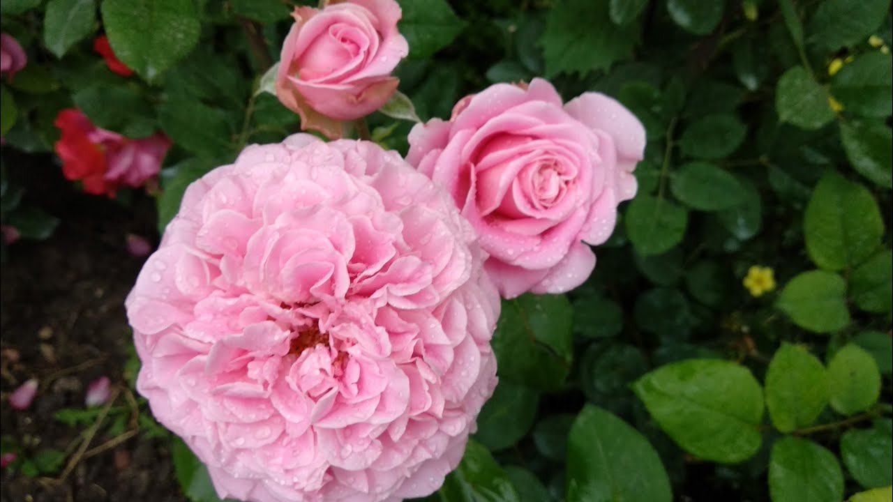 Розы. Нужно ли кормить розы в конце августа и чем? смотреть онлайн