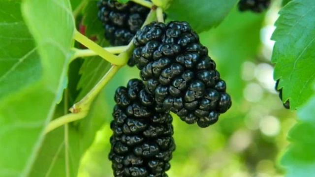 Листья деревьев чёрного тутовника смотреть онлайн