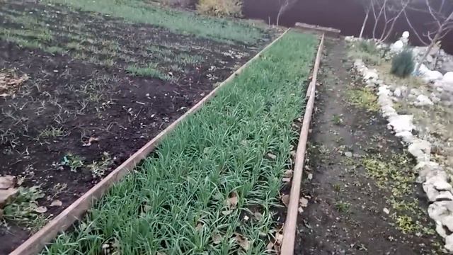 УЛУЧШАЕМ ПЛОДОРОДИЕ ПОЧВЫ ДЛЯ БУДУЩЕГО УРОЖАЯ! смотреть онлайн