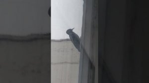 Дятел стучится в окно