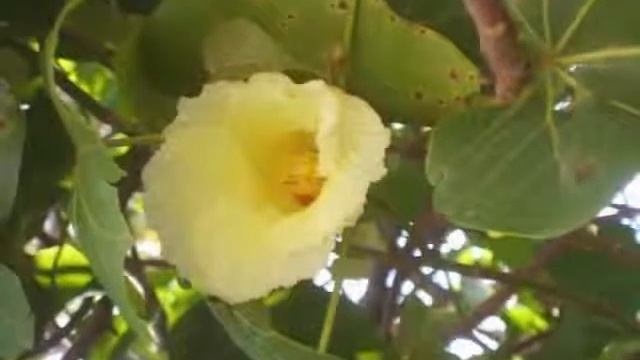 Sahaja Yoga Медитация утром ч 2 смотреть онлайн