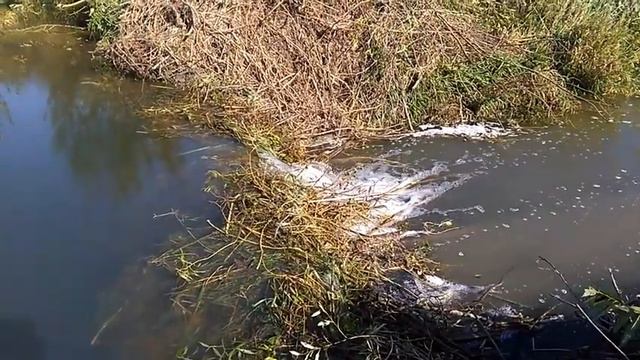 Люди против бобров. Эпизод 1022 смотреть онлайн