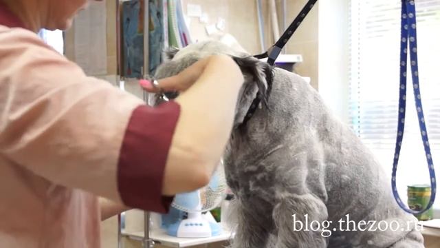 Груминг миттельшнауцера, стрижка тримминг миттельшнауцера, миттельшнауцер видео смотреть онлайн