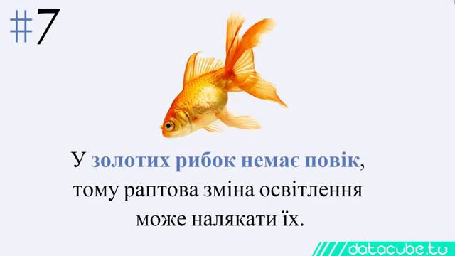 11 цікавих фактів про очі та різні типи кольорів ока смотреть онлайн