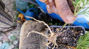 Укоренённые черенки Купрессоципариса| Результат зимнего черенкования Куприссоципариса Лейланда Голд