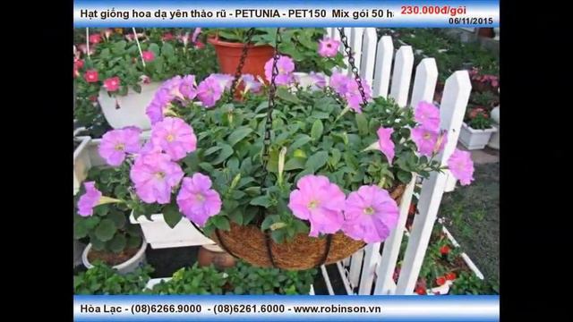 Hạt bông dạ yên thảo rũ PETUNIA PET150 nhiều màu смотреть онлайн