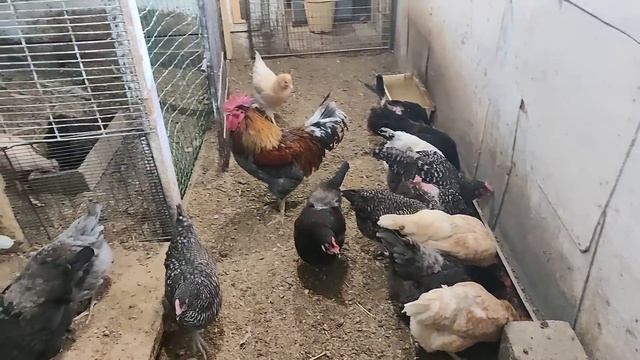 Стимуляция яйценоскости у кур натуральными средствами. смотреть онлайн