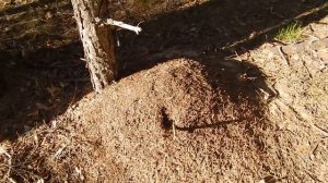 Как добыть муравьиный спирт (Советы Доктора Фельдмана)