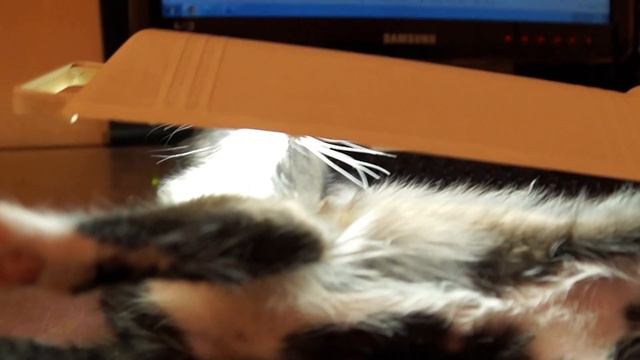 кошачий солярий смотреть онлайн