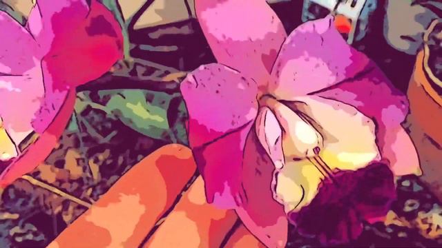 Cattleya Mari’s love “TAKA” . Первое цветение орхидеи. Гибрид С.Mari’s song x C. Love knot. смотреть онлайн