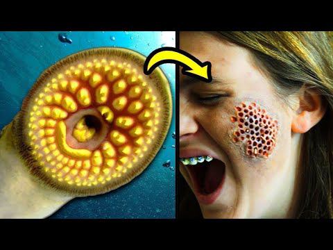 Опасные Рыбы, с Которыми Лучше Не Встречаться