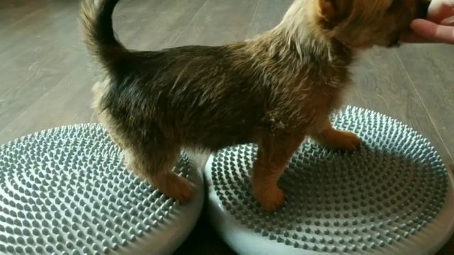 щенок австралийского терьера смотреть онлайн