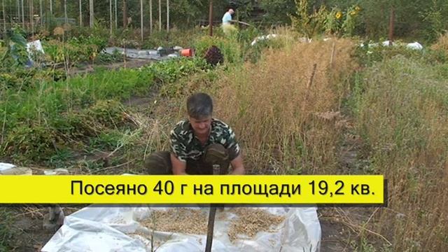 Сидераты׃ Как получить свои семена. Горчица белая смотреть онлайн