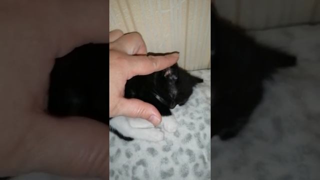 Мурчатор активирован/ Котенку 1 месяц/ Первый день дома смотреть онлайн