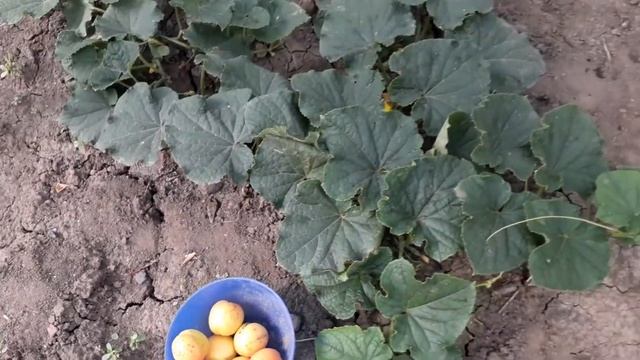 Хорошо в деревне летом, собираем урожай с детьми смотреть онлайн