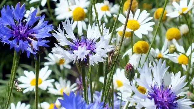 К чему все эти подвиги, посты, бдения и прочее. Святитель Феофан Затворник. смотреть онлайн