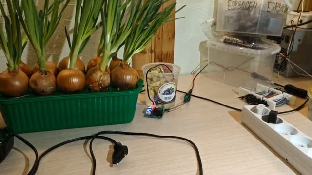 Выращивание лука на зелень в лотках. Урожай. смотреть онлайн