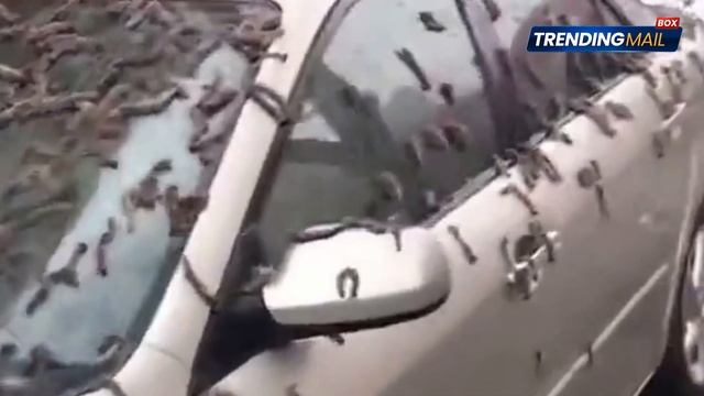 Beijing Hit By Bizarre 'Rain Of Worms': Residents Carry Umbrellas To The Streets