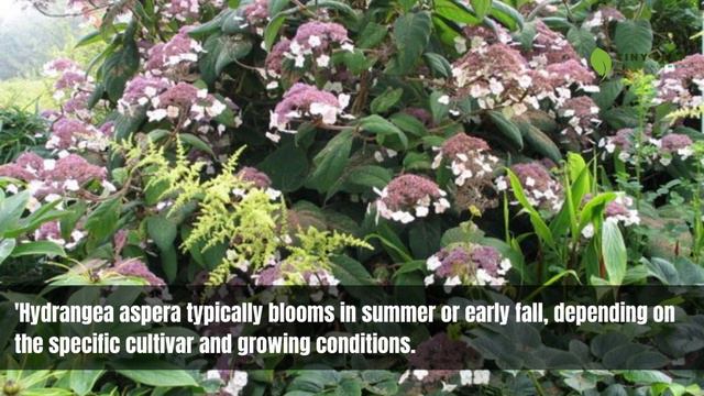 Hydrangea Aspera | Hydrangea Varieties | TinyLeaf