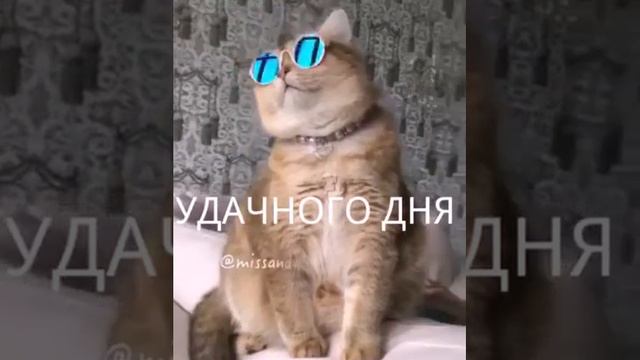 Кот поет смотреть онлайн