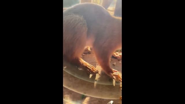 Белку укусила оса / Squirrel was bitten by a wasp смотреть онлайн