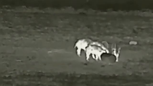 охота на кабана. съёмки на Китайский прицел. SCT35 смотреть онлайн