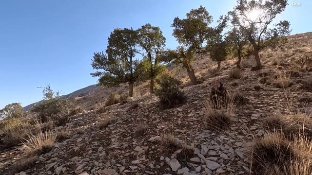 The conflict between a divorced nomadic woman and her unfaithful husband during pregnancy смотреть онлайн