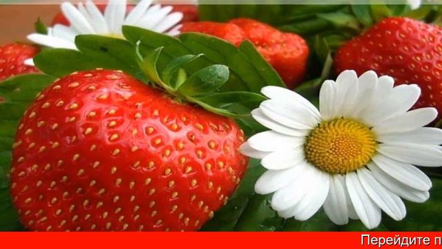 Домашний клубника смотреть онлайн