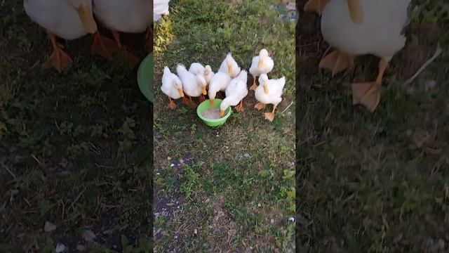 Чем кормлю птицу. смотреть онлайн