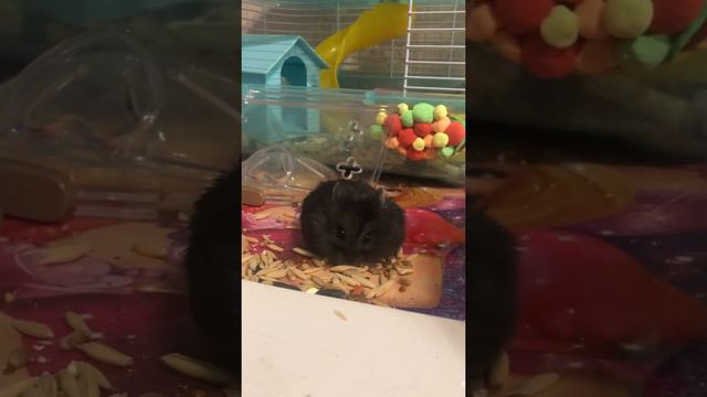 Джунгарик ужинает смотреть онлайн