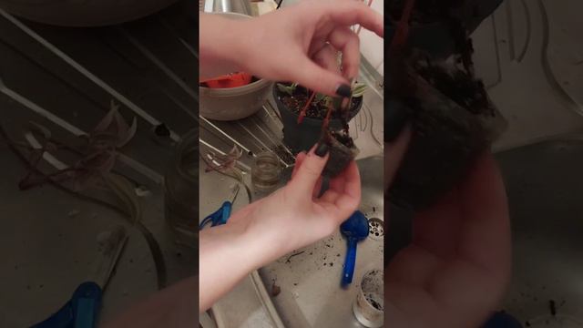 Доброе утро 🌼 Не забываем про лайки) смотреть онлайн