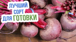 Самые вкусные сорта свеклы. Какие сорта свеклы выбрать для открытого грунта?