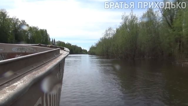 ДАРЫ ПРИРОДЫ / КАК ДОБЫТЬ ЧАГУ / ДВА СПОСОБА ПРИГОТОВЛЕНИЯ смотреть онлайн