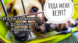 С Пятигорска в Петербург Когда то его бросили на улице, а теперь у него есть  любящая семья❤