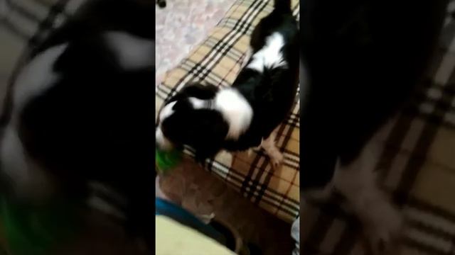 57. Кавалер Кинг Чарльз Спаниель