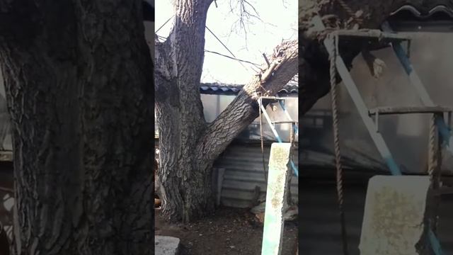 Большое дерево обрезка большой ветки смотреть онлайн