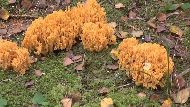 грибы Рогатики  