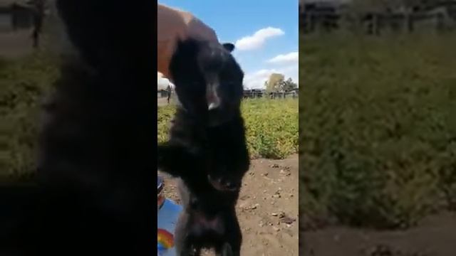 Щенки немецкой овчарки чепрачный окрас + черный смотреть онлайн