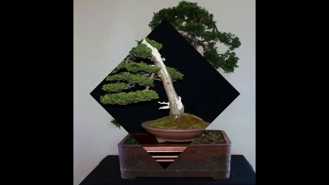 Chamaecyparis obtusa Bonsai Tree Type смотреть онлайн
