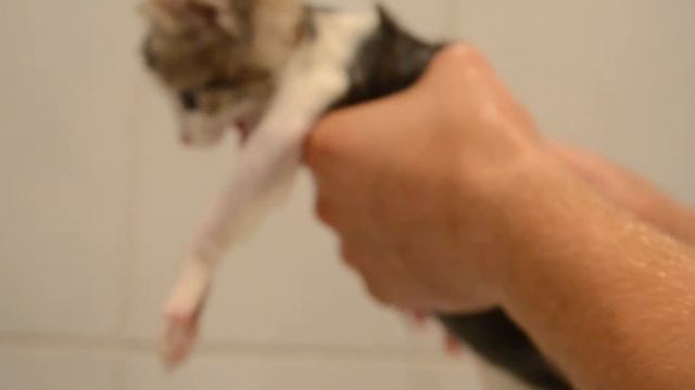 котенок - Тёрк =)Или Первое купание. смотреть онлайн