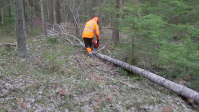 Lasse Strandell demonstrates his Factory Tuned Husqvarna 372XP смотреть онлайн